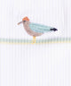 Aksel the gull