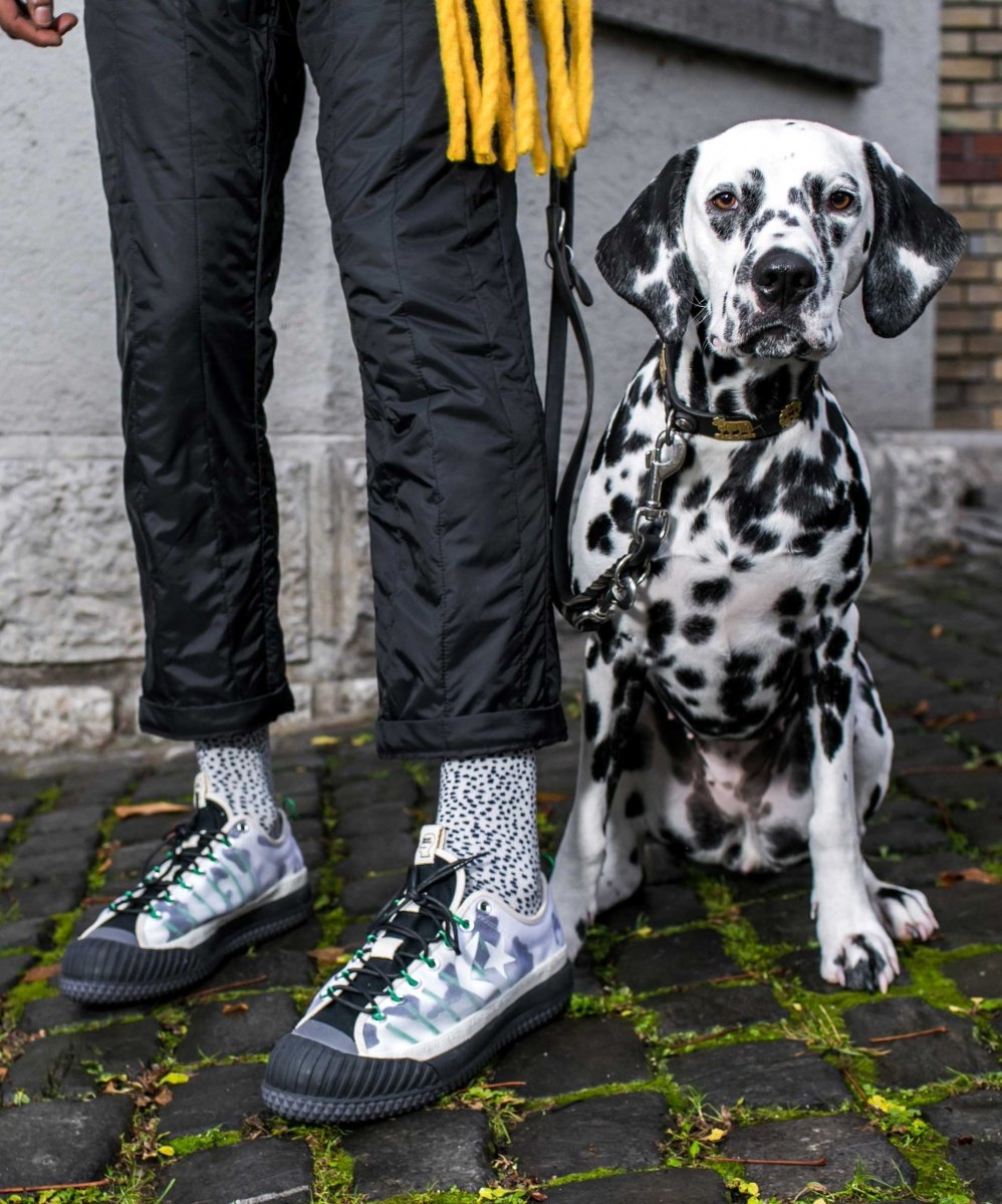 Dalmatian